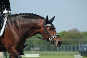 dressage cavallo in primo piano