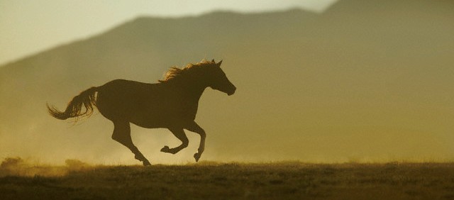 cavallo che galoppa impulso