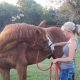 Stretching cavallo